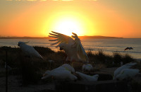 birds