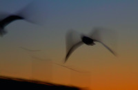 seagulls
