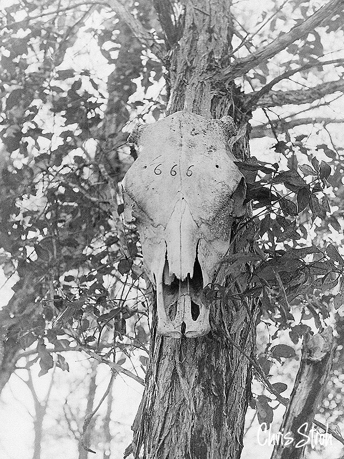 SKULL