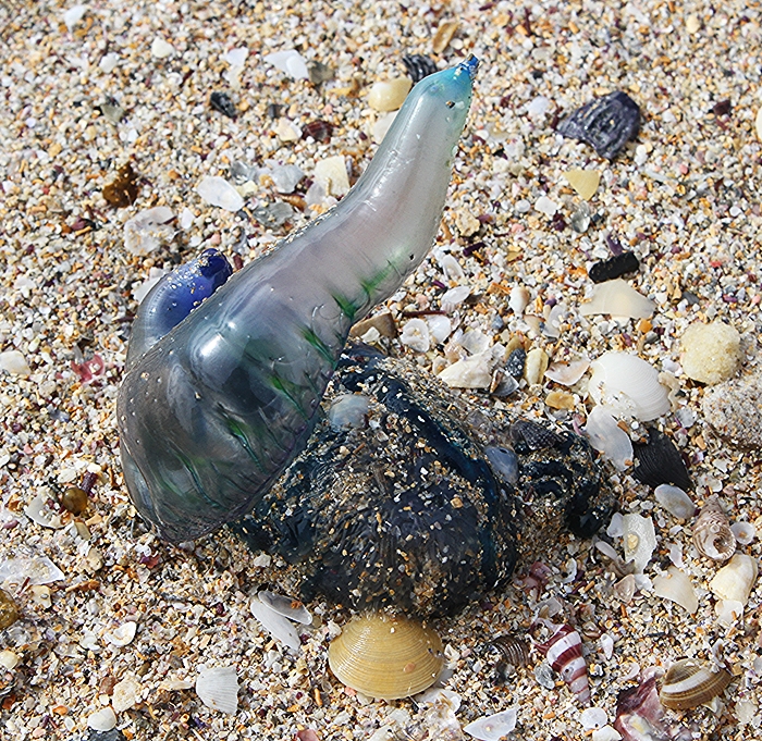 Blue Bottles Chris Stroh Photos