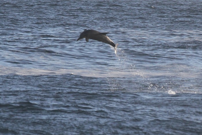 dolphin_7233