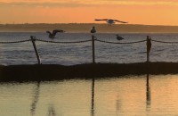 GULLS_6598